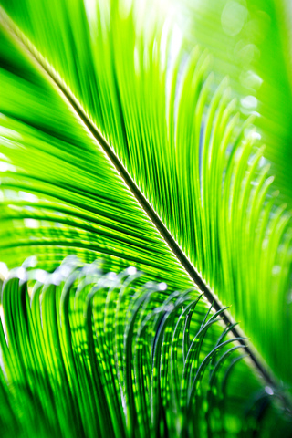 iPhone Wallpapers - iPod Touch Wallpapers - 320x480 Wallpapers